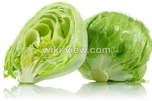 کاهو, خواص کاهو, مضرات کاهو, طبع کاهو, کاهو در بارداری, خواص کاهو در لاغری, خواص کاهو برای کبد چرب, خواص کاهو فرانسوی, خواص کاهو چینی کاهو, خواص کاهو, مضرات کاهو, طبع کاهو, کاهو در بارداری, خواص کاهو در لاغری, خواص کاهو برای کبد چرب, خواص کاهو فرانسوی, خواص کاهو چینی