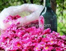 گلاب : خواص, مضرات و طبع گلاب / خواص گلاب برای پوست, لاغری, یبوست
