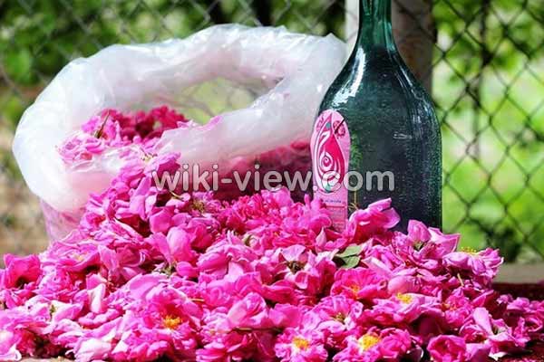 گلاب, خواص گلاب, مضرات گلاب, طبع گلاب سرد یا گرم, خواص گلاب برای پوست, خواص گلاب برای مو, خواص گلاب برای لاغری, خواص گلاب برای یبوست, خواص گلاب برای رحم, خواص گلاب برای اعصاب, خواص گلاب برای استرس, خواص گلاب در بارداری گلاب, خواص گلاب, مضرات گلاب, طبع گلاب سرد یا گرم, خواص گلاب برای پوست, خواص گلاب برای مو, خواص گلاب برای لاغری, خواص گلاب برای یبوست, خواص گلاب برای رحم, خواص گلاب برای اعصاب, خواص گلاب برای استرس, خواص گلاب در بارداری