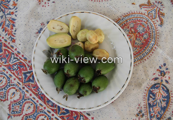 فوجیا, میوه فوجیا, میوه فوجی, فیوجا, میوه فیوجا, میوه فوجیا چیست, خواص فوجیا, مضرات میوه فوجیا, طریقه مصرف میوه فوجیا, میوه فوجیا در بارداری, طعم میوه فوجیا فوجیا, میوه فوجیا, میوه فوجی, فیوجا, میوه فیوجا, میوه فوجیا چیست, خواص فوجیا, مضرات میوه فوجیا, طریقه مصرف میوه فوجیا, میوه فوجیا در بارداری, طعم میوه فوجیا
