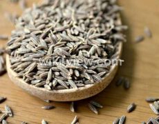زیره : خواص, مضرات و طبع زیره / زیره برای لاغری شکم و چروک پوست