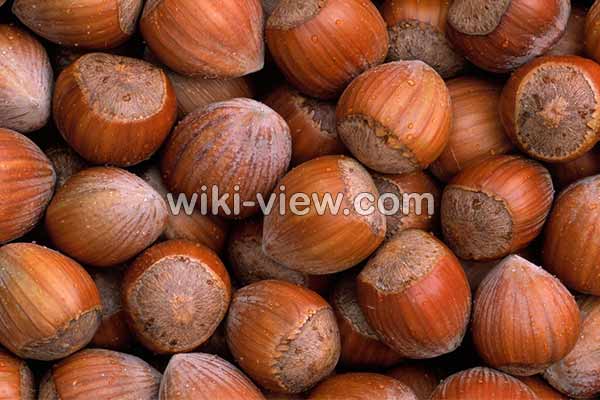 فندق, خواص فندق, مضرات فندق, طبع فندق, فندق در بارداری, خواص فندق برای کودکان, خواص فندق برای کم خونی, خواص فندق در بدنسازی, خواص فندق برای مو, خواص کره فندق فندق, خواص فندق, مضرات فندق, طبع فندق, فندق در بارداری, خواص فندق برای کودکان, خواص فندق برای کم خونی, خواص فندق در بدنسازی, خواص فندق برای مو, خواص کره فندق