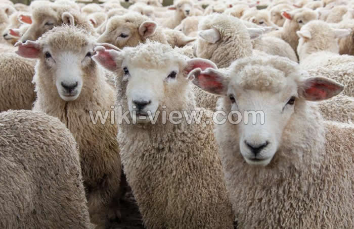 تعبیر خواب گوسفند, تعبیر خواب قربانی کردن گوسفند, تعبیر خواب زاییدن گوسفندان, تعبیر خواب میش, تعبیر خواب گوسفند از نظر امام صادق, تعبیر خواب گوسفندان ذبح شده, تعبیر خواب گوسفندان مرده, تعبیر خواب گوسفندان زیاد, تعبیر خواب گله گوسفند, تعبیر خواب گوسفندان قربانی شده, تعبیر خواب گوسفندان, تعبیر خواب گوسفند چاق, تعبیر خواب گوسفند ابن سیرین, تعبیر خواب زاییدن گوسفند تعبیر خواب گوسفند, تعبیر خواب قربانی کردن گوسفند, تعبیر خواب زاییدن گوسفندان, تعبیر خواب میش, تعبیر خواب گوسفند از نظر امام صادق, تعبیر خواب گوسفندان ذبح شده, تعبیر خواب گوسفندان مرده, تعبیر خواب گوسفندان زیاد, تعبیر خواب گله گوسفند, تعبیر خواب گوسفندان قربانی شده, تعبیر خواب گوسفندان, تعبیر خواب گوسفند چاق, تعبیر خواب گوسفند ابن سیرین, تعبیر خواب زاییدن گوسفند