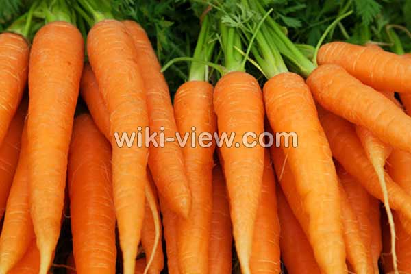 هویج, خواص هویج, مضرات هویج, طبع هویج, خواص هویج پخته, خواص هویج برای لاغری, هویج در بارداری, خواص هویج برای تخمدان, خواص هویج برای پوست, هویج و یبوست, هویج و کبد چرب هویج, خواص هویج, مضرات هویج, طبع هویج, خواص هویج پخته, خواص هویج برای لاغری, هویج در بارداری, خواص هویج برای تخمدان, خواص هویج برای پوست, هویج و یبوست, هویج و کبد چرب