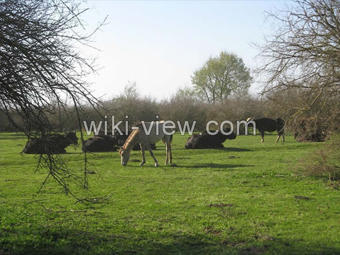 میانکاله, تالاب میانکاله, میانکاله کجاست, آخرین اخبار تالاب میانکاله, حیات وحش میانکاله, شبه جزیره میانکاله, میانکاله نقشه, میانکاله مازندران کجاست, میانکال, میانکاله روی نقشه, میانکاله مرگ پرندگان, میانکاله مرگ, علت مرگ پرندگان میانکاله, مرگ پرندگان در تالاب میانکاله, مرگ پرندگان در میانکاله میانکاله, تالاب میانکاله, میانکاله کجاست, آخرین اخبار تالاب میانکاله, حیات وحش میانکاله, شبه جزیره میانکاله, میانکاله نقشه, میانکاله مازندران کجاست, میانکال, میانکاله روی نقشه, میانکاله مرگ پرندگان, میانکاله مرگ, علت مرگ پرندگان میانکاله, مرگ پرندگان در تالاب میانکاله, مرگ پرندگان در میانکاله