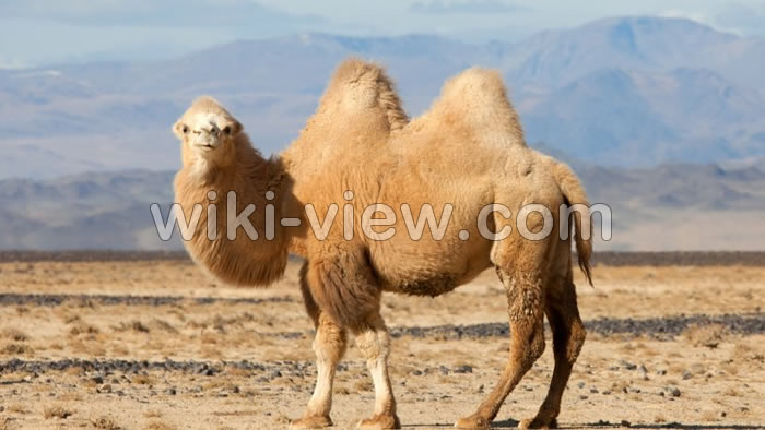 تعبیر خواب شتر, تعبیر خواب شتر سیاه رنگ, تعبیر خواب شتر امام صادق, تعبیر خواب شتر حضرت یوسف, تعبیر خواب شتر ابن سیرین, تعبیر خواب شتر سواری ابن سیرین, تعبیر خواب شتر قهوه ای در خانه, تعبیر خواب حمله شتر, تعبیر خواب کشتن شتر, تعبیر خواب شیر شتر, تعبیر خواب پوست شتر, تعبیر خواب گوشت شتر تعبیر خواب شتر, تعبیر خواب شتر سیاه رنگ, تعبیر خواب شتر امام صادق, تعبیر خواب شتر حضرت یوسف, تعبیر خواب شتر ابن سیرین, تعبیر خواب شتر سواری ابن سیرین, تعبیر خواب شتر قهوه ای در خانه, تعبیر خواب حمله شتر, تعبیر خواب کشتن شتر, تعبیر خواب شیر شتر, تعبیر خواب پوست شتر, تعبیر خواب گوشت شتر