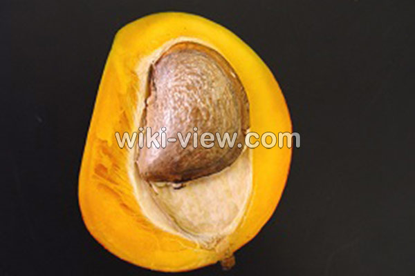 هسته انبه, خواص هسته انبه, مضرات هسته انبه, تلخی هسته انبه, طریقه مصرف هسته انبه, هسته انبه راچگونه بخوریم؟, خواص هسته انبه در طب سنتی, هسته انبه را چگونه بکاریم, چگونه روغن هسته انبه را بگیریم هسته انبه, خواص هسته انبه, مضرات هسته انبه, تلخی هسته انبه, طریقه مصرف هسته انبه, هسته انبه راچگونه بخوریم؟, خواص هسته انبه در طب سنتی, هسته انبه را چگونه بکاریم, چگونه روغن هسته انبه را بگیریم