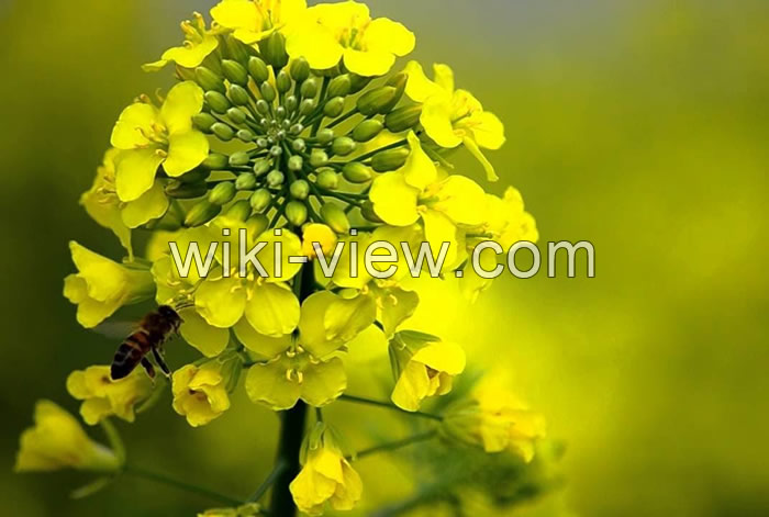 خردل, خردل چیست, خواص خردل, مضرات خردل, طبع خردل, نحوه مصرف خردل, خواص خردل برای کبد, خردل برای لاغری, خردل برای مو, خردل برای پوست خردل, خردل چیست, خواص خردل, مضرات خردل, طبع خردل, نحوه مصرف خردل, خواص خردل برای کبد, خردل برای لاغری, خردل برای مو, خردل برای پوست