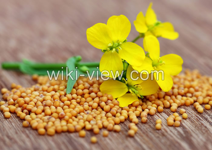 خردل, خردل چیست, خواص خردل, مضرات خردل, طبع خردل, نحوه مصرف خردل, خواص خردل برای کبد, خردل برای لاغری, خردل برای مو, خردل برای پوست خردل, خردل چیست, خواص خردل, مضرات خردل, طبع خردل, نحوه مصرف خردل, خواص خردل برای کبد, خردل برای لاغری, خردل برای مو, خردل برای پوست