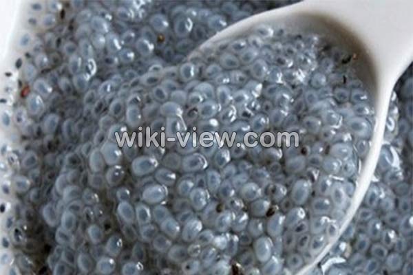 تخمه شربتی, تخمه شربتی چیست, خواص تخمه شربتی, مضرات مصرف تخمه شربتی, زمان مصرف تخمه شربتی, خواص تخمه شربتی برای پوست, خواص تخمه شربتی برای ورزشکاران, مقدار مصرف روزانه تخمه شربتی, تخمه شربتی برای لاغری, طرز شستن تخمه شربتی تخمه شربتی, تخمه شربتی چیست, خواص تخمه شربتی, مضرات مصرف تخمه شربتی, زمان مصرف تخمه شربتی, خواص تخمه شربتی برای پوست, خواص تخمه شربتی برای ورزشکاران, مقدار مصرف روزانه تخمه شربتی, تخمه شربتی برای لاغری, طرز شستن تخمه شربتی