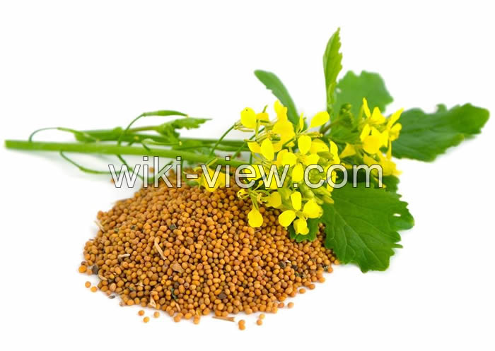 خردل, خردل چیست, خواص خردل, مضرات خردل, طبع خردل, نحوه مصرف خردل, خواص خردل برای کبد, خردل برای لاغری, خردل برای مو, خردل برای پوست خردل, خردل چیست, خواص خردل, مضرات خردل, طبع خردل, نحوه مصرف خردل, خواص خردل برای کبد, خردل برای لاغری, خردل برای مو, خردل برای پوست