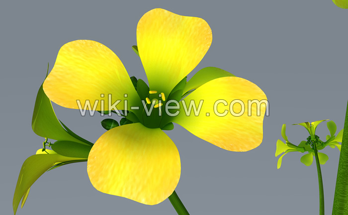 خردل, خردل چیست, خواص خردل, مضرات خردل, طبع خردل, نحوه مصرف خردل, خواص خردل برای کبد, خردل برای لاغری, خردل برای مو, خردل برای پوست خردل, خردل چیست, خواص خردل, مضرات خردل, طبع خردل, نحوه مصرف خردل, خواص خردل برای کبد, خردل برای لاغری, خردل برای مو, خردل برای پوست