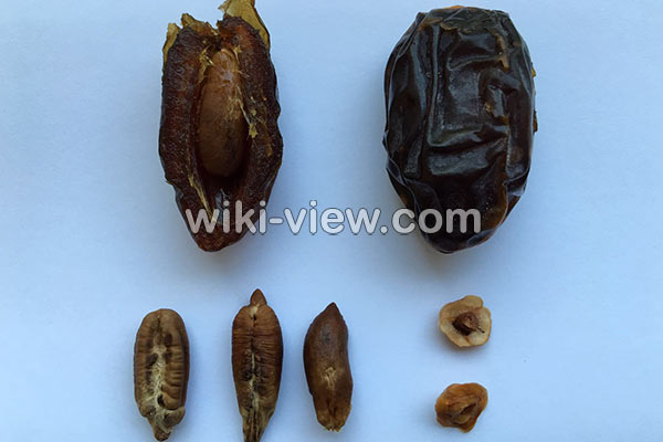 هسته خرما, خواص هسته خرما, مضرات هسته خرما, هسته خرما و سنگ کلیه, هسته خرما و دیابت, روش مصرف هسته خرما هسته خرما, خواص هسته خرما, مضرات هسته خرما, هسته خرما و سنگ کلیه, هسته خرما و دیابت, روش مصرف هسته خرما