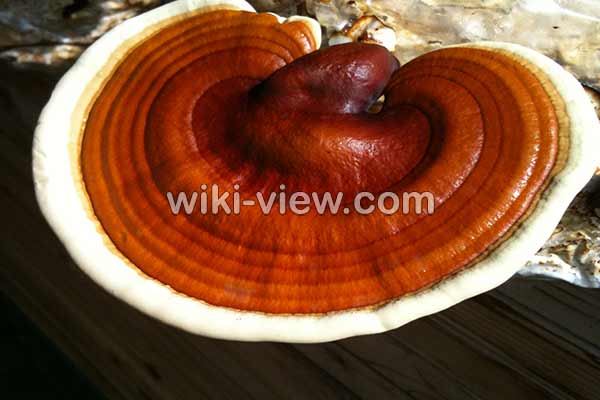 گانودرما چیست, خواص قارچ گانودرما, مضرات قارچ گانودرما, طبع قارچ گانودرما, قارچ گانودرما در بارداری, قرص گانودرما, قهوه گانودرما چیست, قارچ گانودرما در قهوه گانودرما چیست, خواص قارچ گانودرما, مضرات قارچ گانودرما, طبع قارچ گانودرما, قارچ گانودرما در بارداری, قرص گانودرما, قهوه گانودرما چیست, قارچ گانودرما در قهوه