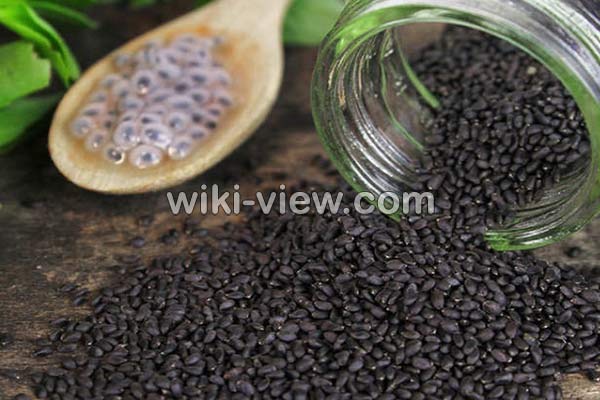 تخمه شربتی, تخمه شربتی چیست, خواص تخمه شربتی, مضرات مصرف تخمه شربتی, زمان مصرف تخمه شربتی, خواص تخمه شربتی برای پوست, خواص تخمه شربتی برای ورزشکاران, مقدار مصرف روزانه تخمه شربتی, تخمه شربتی برای لاغری, طرز شستن تخمه شربتی تخمه شربتی, تخمه شربتی چیست, خواص تخمه شربتی, مضرات مصرف تخمه شربتی, زمان مصرف تخمه شربتی, خواص تخمه شربتی برای پوست, خواص تخمه شربتی برای ورزشکاران, مقدار مصرف روزانه تخمه شربتی, تخمه شربتی برای لاغری, طرز شستن تخمه شربتی