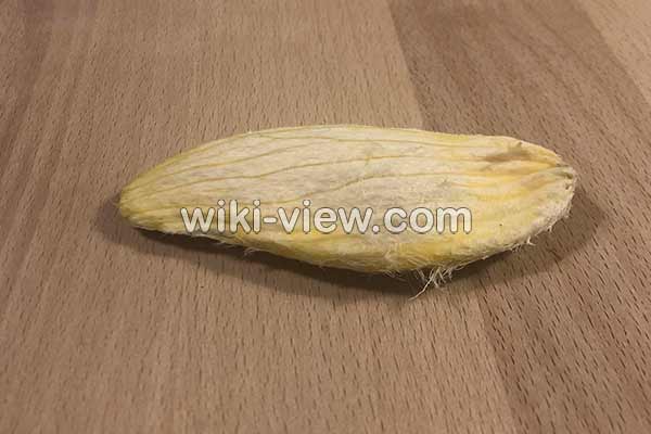 هسته انبه, خواص هسته انبه, مضرات هسته انبه, تلخی هسته انبه, طریقه مصرف هسته انبه, هسته انبه راچگونه بخوریم؟, خواص هسته انبه در طب سنتی, هسته انبه را چگونه بکاریم, چگونه روغن هسته انبه را بگیریم هسته انبه, خواص هسته انبه, مضرات هسته انبه, تلخی هسته انبه, طریقه مصرف هسته انبه, هسته انبه راچگونه بخوریم؟, خواص هسته انبه در طب سنتی, هسته انبه را چگونه بکاریم, چگونه روغن هسته انبه را بگیریم