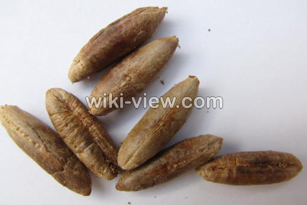 هسته خرما, خواص هسته خرما, مضرات هسته خرما, هسته خرما و سنگ کلیه, هسته خرما و دیابت, روش مصرف هسته خرما هسته خرما, خواص هسته خرما, مضرات هسته خرما, هسته خرما و سنگ کلیه, هسته خرما و دیابت, روش مصرف هسته خرما