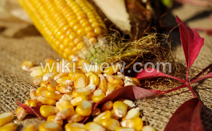 تعبیر خواب ذرت, تعبیر خواب بلال, تعبیر خواب ذرت بوداده, تعبیر خواب ذرت پخته, تعبیر خواب دانه ذرت, تعبیر خواب مزرعه ذرت, تعبیر خواب خوردن بلال, تعبیر خواب بلال فروش, تعبیر خواب ذرت ابن سیرین, تعبیر خواب ذرت امام صادق, تعبیر خواب ذرت حضرت یوسف, تعبیر خواب ذرت یونگ, تعبیر خواب بلال سوخته, تعبیر خواب ذرت فاسد, تعبیر خواب برداشت بلال و ذرت