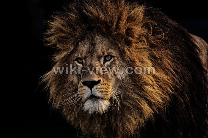 تعبیر خواب شیر, تعبیر خواب شیر درنده, تعبیر خواب شیر جنگل حضرت یوسف, تعبیر خواب شیر جنگل ابن سیرین, تعبیر خواب شیر جنگل از امام صادق, تعبیر خواب شیر و پلنگ, تعبیر خواب حیوان شیر, تعبیر خواب بچه شیر جنگل در خانه, تعبیر خواب شیر نر, تعبیر خواب شیر ماده, تعبیر خواب کشیتن شیر, تعبیر خواب فرار کردن از دست شیر, تعبیر خواب خورده شدن توسط شیر تعبیر خواب شیر, تعبیر خواب شیر درنده, تعبیر خواب شیر جنگل حضرت یوسف, تعبیر خواب شیر جنگل ابن سیرین, تعبیر خواب شیر جنگل از امام صادق, تعبیر خواب شیر و پلنگ, تعبیر خواب حیوان شیر, تعبیر خواب بچه شیر جنگل در خانه, تعبیر خواب شیر نر, تعبیر خواب شیر ماده, تعبیر خواب کشیتن شیر, تعبیر خواب فرار کردن از دست شیر, تعبیر خواب خورده شدن توسط شیر