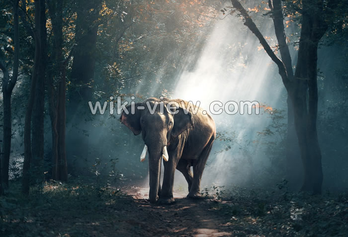 تعبیر خواب فیل, تعبیر خواب کلی فیل, تعبیر خواب خرطوم فیل, تعبیر خواب سوار شدن بر فیل, تعبیر خواب فیل ابن سیرین,تعبیر خواب فیل حضرت امام صادق, تعبیر خواب کشتن فیل, تعبیر خواب خوردن گوشت فیل, تعبیر خواب عاج فیل, تعبیر خواب فرار کردن از دست فیل, تعبیر خواب جنگیدن با فیل, تعبیر خواب فیل مرده تعبیر خواب فیل, تعبیر خواب کلی فیل, تعبیر خواب خرطوم فیل, تعبیر خواب سوار شدن بر فیل, تعبیر خواب فیل ابن سیرین,تعبیر خواب فیل حضرت امام صادق, تعبیر خواب کشتن فیل, تعبیر خواب خوردن گوشت فیل, تعبیر خواب عاج فیل, تعبیر خواب فرار کردن از دست فیل, تعبیر خواب جنگیدن با فیل, تعبیر خواب فیل مرده