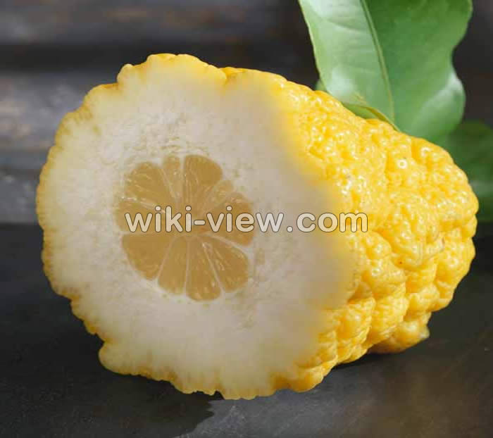 مربای بالنگ, میوه بالنگ, مربای بالنگ خونگی, طرز تهیه مربای بالنگ خونگی, طرز گرفتن تلخی بالنگ, طرز تهیه مربای بالنگ بسیار خوشمزه, طرز تهیه مربای بالنگ به صورت تصویری, مربای بالنگ خشک, آموزش تصویری مربای بالنگ, مربای بالنگ خوشمزه و مجلسی, بالنگ چیست, میوه بالنگ چه شکلی است مربای بالنگ, میوه بالنگ, مربای بالنگ خونگی, طرز تهیه مربای بالنگ خونگی, طرز گرفتن تلخی بالنگ, طرز تهیه مربای بالنگ بسیار خوشمزه, طرز تهیه مربای بالنگ به صورت تصویری, مربای بالنگ خشک, آموزش تصویری مربای بالنگ, مربای بالنگ خوشمزه و مجلسی, بالنگ چیست, میوه بالنگ چه شکلی است