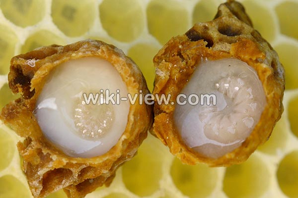 ژل رویال, ژل رویال چیست, خواص ژل رویال, طریقه مصرف ژل رویال, ژل رویال برای ناباروری, خواص ژل رویال برای کودکان, خواص ژل رویال در سرطان, خواص ژل رویال برای پوست, خواص ژل رویال طب اسلامی