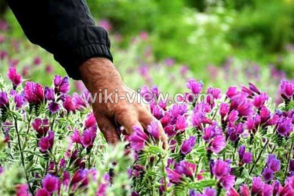 گل گاوزبان, خواص گل گاوزبان, مضرات گل گاو زبان, خواص گل گاو زبان برای اعصاب, گل گاو زبان و فشار خون, گل گاو زبان باعث پریود شدن میشود, نحوه دم کردن گل گاوزبان, خواص گل گاوزبان برای لاغری, خواص گل گاوزبان برای پوست گل گاوزبان, خواص گل گاوزبان, مضرات گل گاو زبان, خواص گل گاو زبان برای اعصاب, گل گاو زبان و فشار خون, گل گاو زبان باعث پریود شدن میشود, نحوه دم کردن گل گاوزبان, خواص گل گاوزبان برای لاغری, خواص گل گاوزبان برای پوست