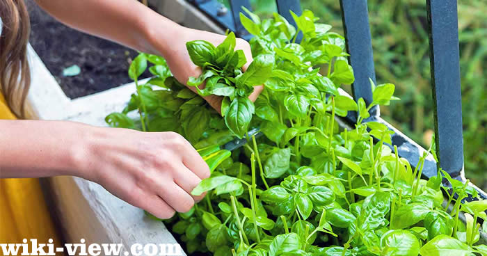 تعبیر خواب سبزی 🌒تعبیر خواب خوردن سبزی/ تعبیر خواب سبزی از دیدگاه ابن سیرین