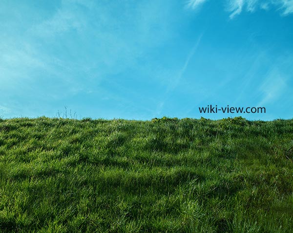 تعبیر خواب چمنزار🌒تعبیر قدم زدن در چمنزار/ تعبیر خواب چمنزار به روایت از امام صادق