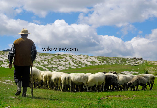 تعبیر خواب چوپان🌒تعبیر چوپان در خواب/ تعبیر خواب چوپان به روایت ابن سیرین